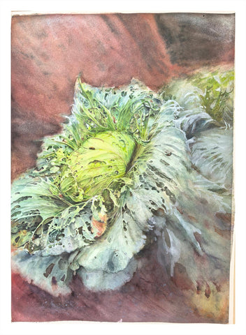 Cabbage